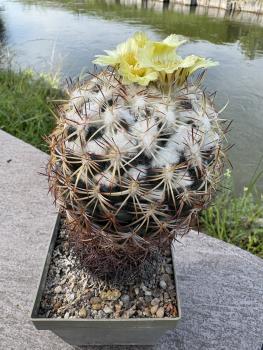 Preview: Coryphantha cornifera